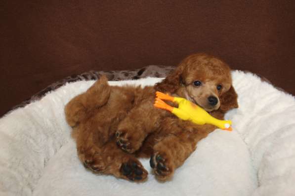 Щенок карликового пуделя в Москве фото 4