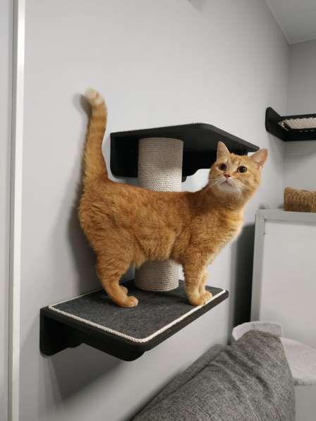 Рыжая красотка с характером срочно ищет дом! в Москве фото 3