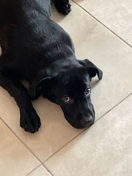 Щенок в добрые руки Кане-корсо в Краснодаре фото 4