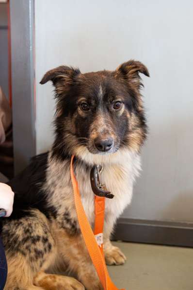 Небольшая деловая собачка