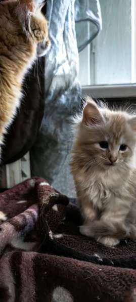 Котята мейн-кун в Чехове фото 5