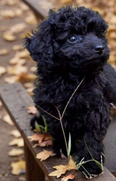 Toy poodle. Boy's в