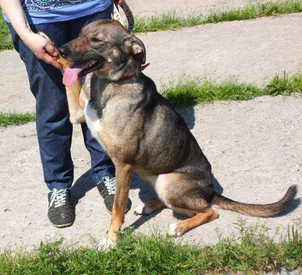 Ласковая, добрая, жизнерадостная, умненькая собака Стеша ище в Москве фото 6