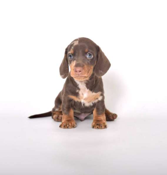 Такса миниатюра 100% в Москве фото 5