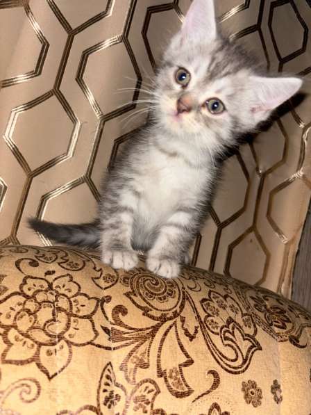 Котята шотландские вислоухие и прямоухие