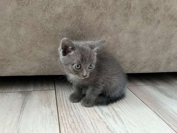 Котята в Красноярске фото 4