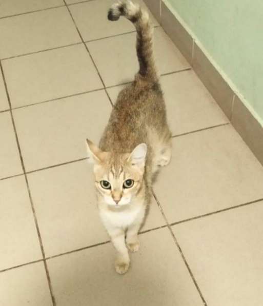 Отдам кошку в добрые руки. Изящная Кася в Москве фото 4