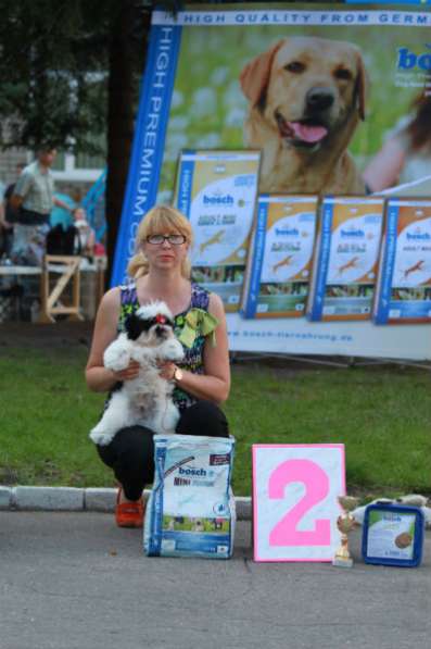 Породные щенки Ши-тцу в Калининграде фото 7