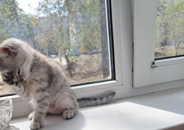 Продаются шотландские котята в фото 10