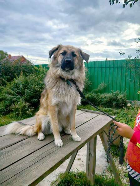 Пушистый пёс Джек ищет дом в Москве фото 5