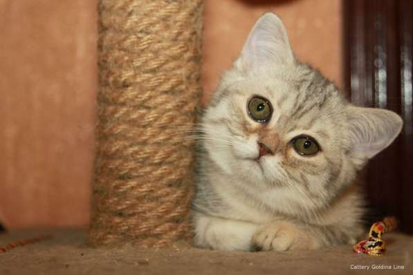 Шотландские котики фолд и страйт в Москве фото 22