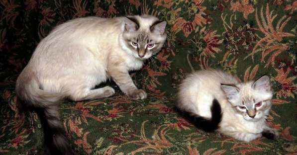 Невские маскарадные котята в Смоленске фото 4