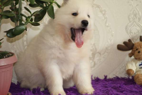 Щенки БШО в Москве фото 51