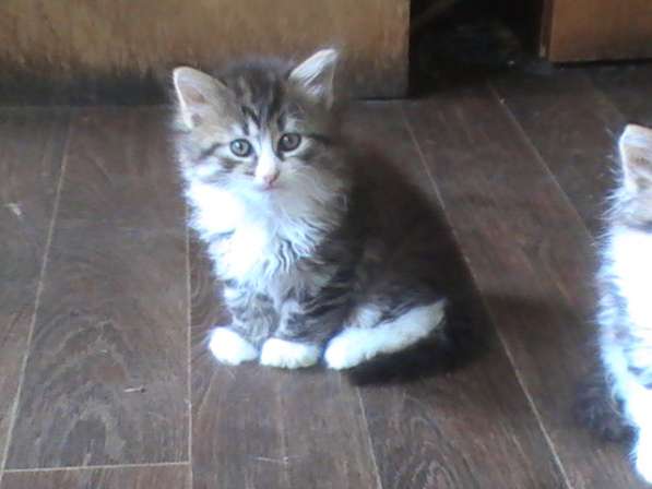 Котята в Владимире