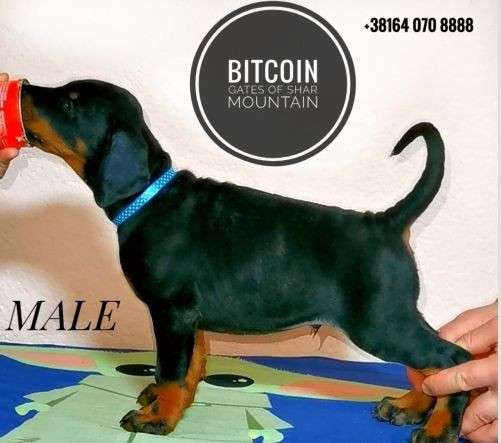 Доберман щенки в фото 9