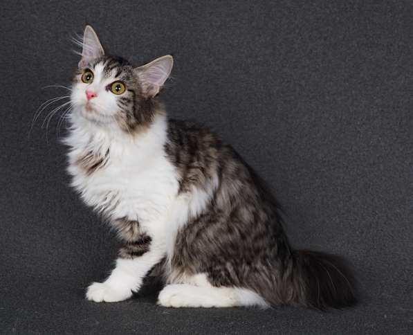 Котята курильского бобтейла в Пензе фото 10