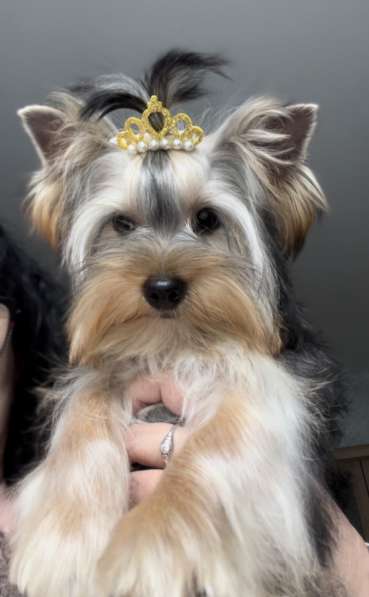 Йоркширский терьер. Мелкий стандарт в фото 3