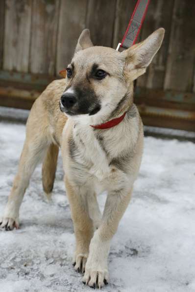 Тонконогая собачка-лань Елисея в добрые руки в Москве фото 21