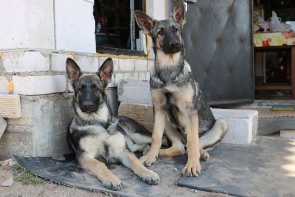 Щенки восточноевропейской овчарки (ВЕО) в фото 15