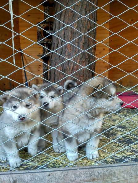 Продам щенков Аляскинского маламута в Красноярске фото 4