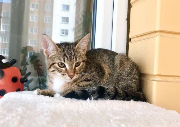 Добрейший котенок Пижон ищет дом в Москве фото 7