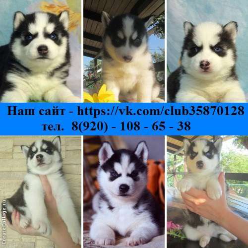 Хаски милейшие малыши черно-белые, голубоглазые в Белгороде