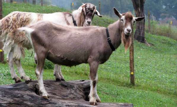 Племенные козы Тоггенбурской породы (из Европы класса Элита) в фото 7