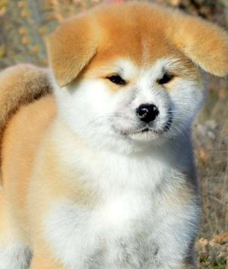 The most beautiful and loyal Akita Inu dogs are ready for bo