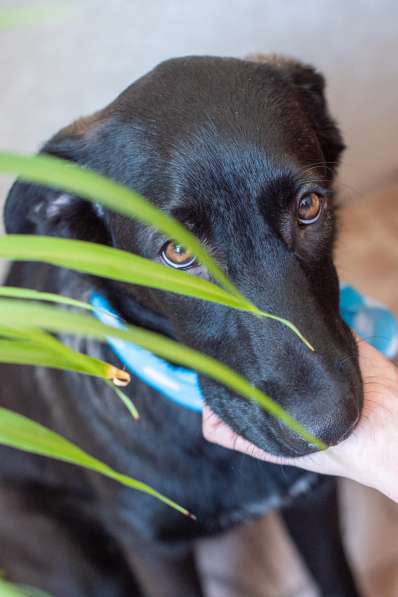Линси - щенок метис лабрадора в дар в Москве фото 7
