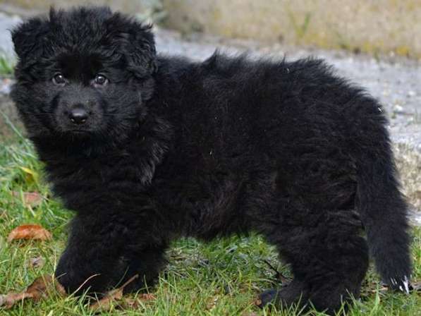 Алиментный щенок черной немецкой овчарки длинношерстной DDR в Краснодаре фото 4