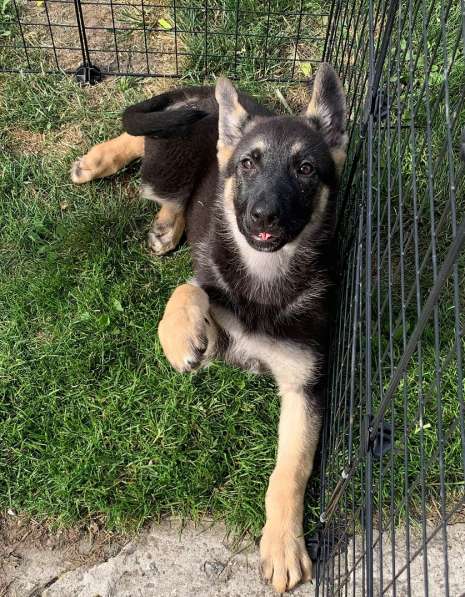 Щенки ВЕО с документами в Санкт-Петербурге фото 11