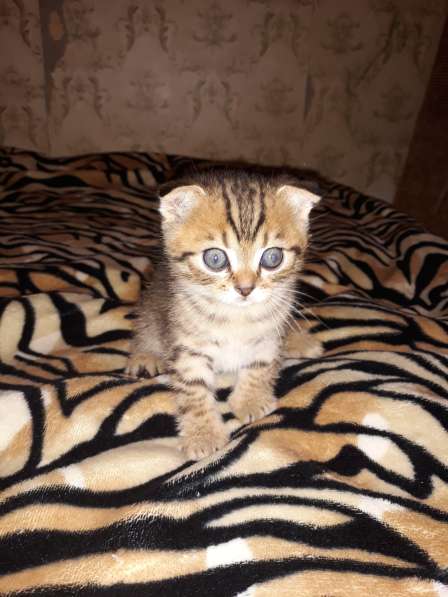 Шотландские котята в Тамбове фото 9