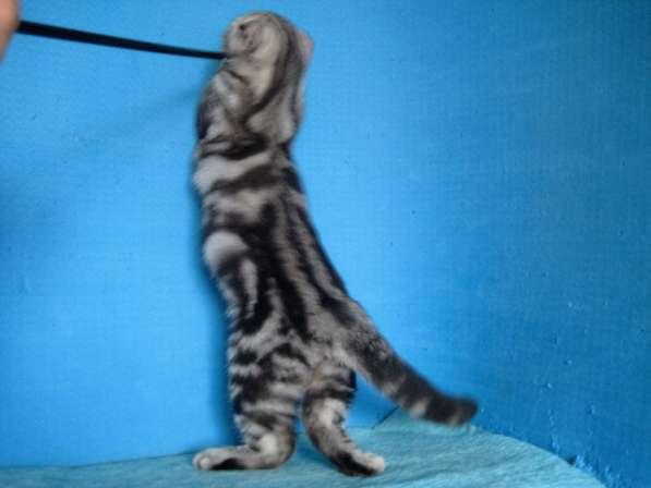 Кошечка с ярким контрастным мраморным окрасом в Казани фото 7