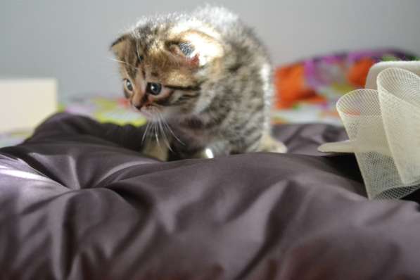 Шотландская вислоухая кошечка в фото 5