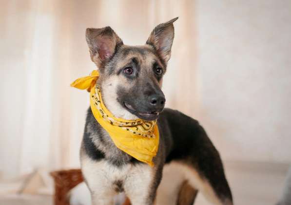 Добби мини овчарка в Москве фото 7