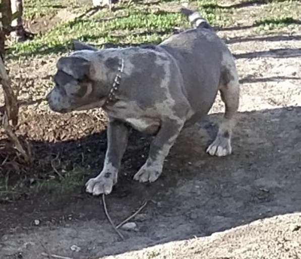 Американ Булли голубой мерле Мальчик хулиган в фото 10