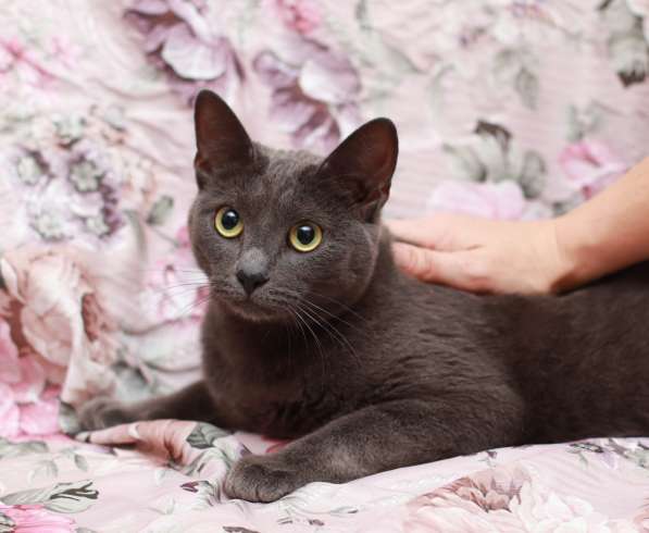 Грациозная красавица Капитошка ищет семью в Москве фото 13