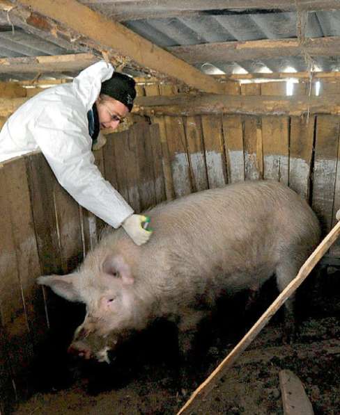 Продам мясо свинины Крестьянка, туша полу туша, четверть в Новосибирске фото 3