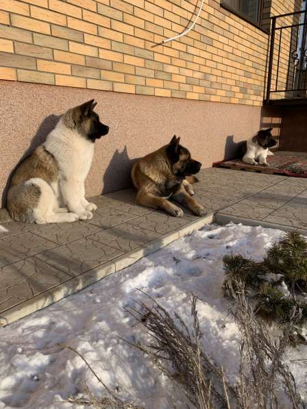 Акита в Ростове-на-Дону фото 54