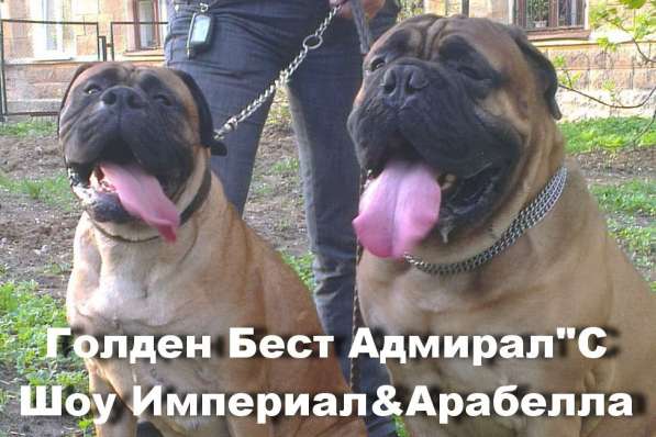 Бульмастифы в Екатеринбурге в Екатеринбурге фото 4