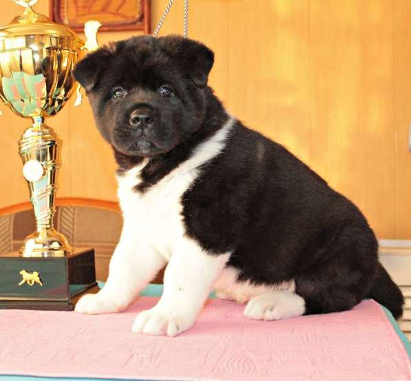 Щенки Американской Акиты в Нижнем Новгороде фото 9