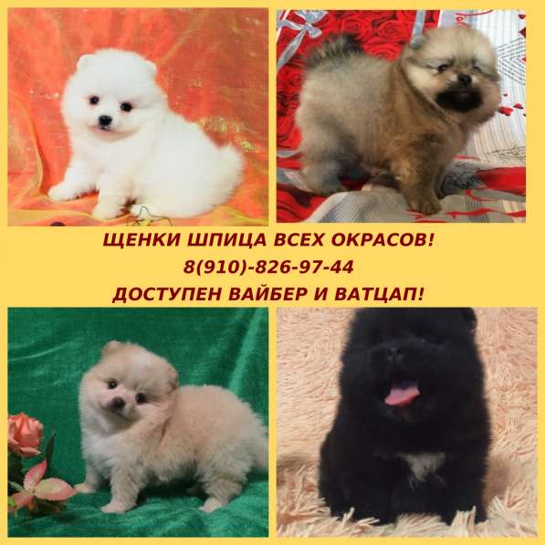 Щенята померанского шпица