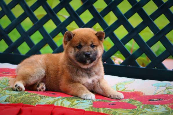 Предлагаются щенки Сиба в Уфе фото 7