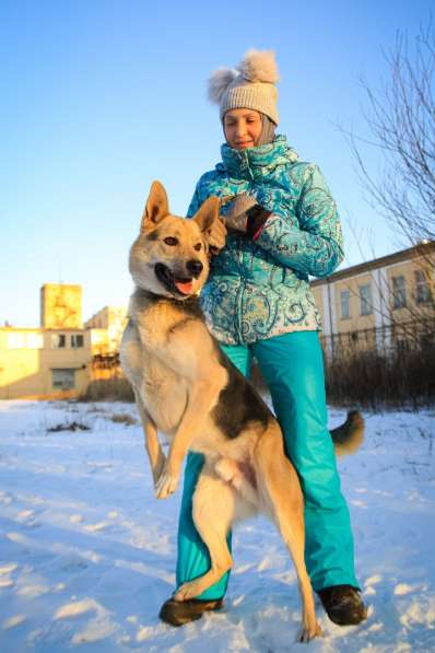 Городской, всему обученный пёс в Санкт-Петербурге фото 16