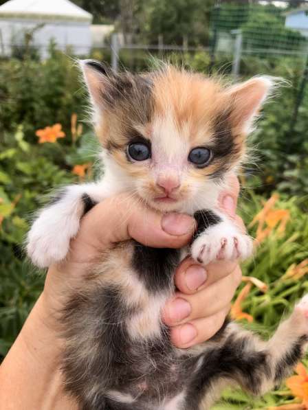 Отдадим в добрые руки прелестную кошечку в Самаре фото 3