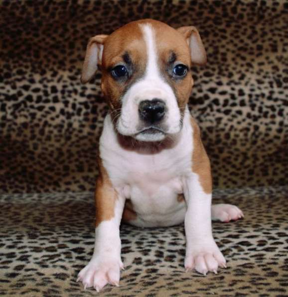 Шикарные Амстаффики мальчики и девочки ркф