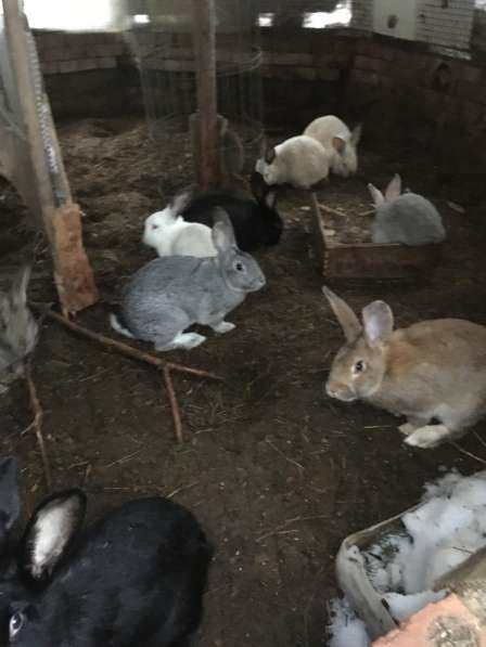 Кролики на мясо на племя в Москве фото 4