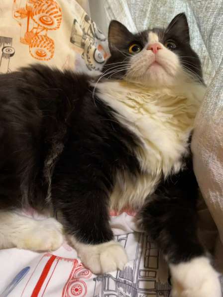 Роскошный нежный молодой котик в Санкт-Петербурге фото 18