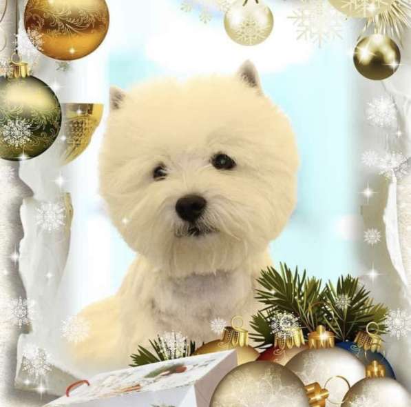 West Highland White Terrier в 