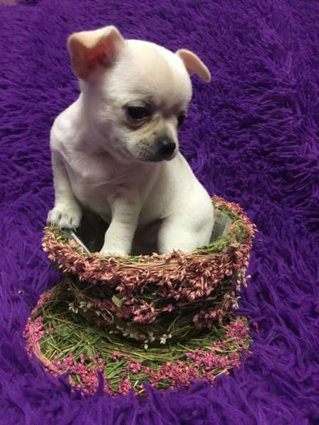 Щенки чихуахуа в Москве фото 13